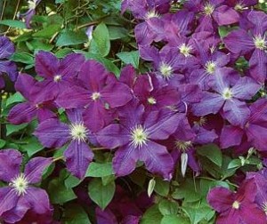 Clematis