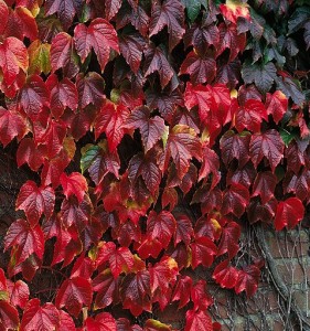 Parthenocissus