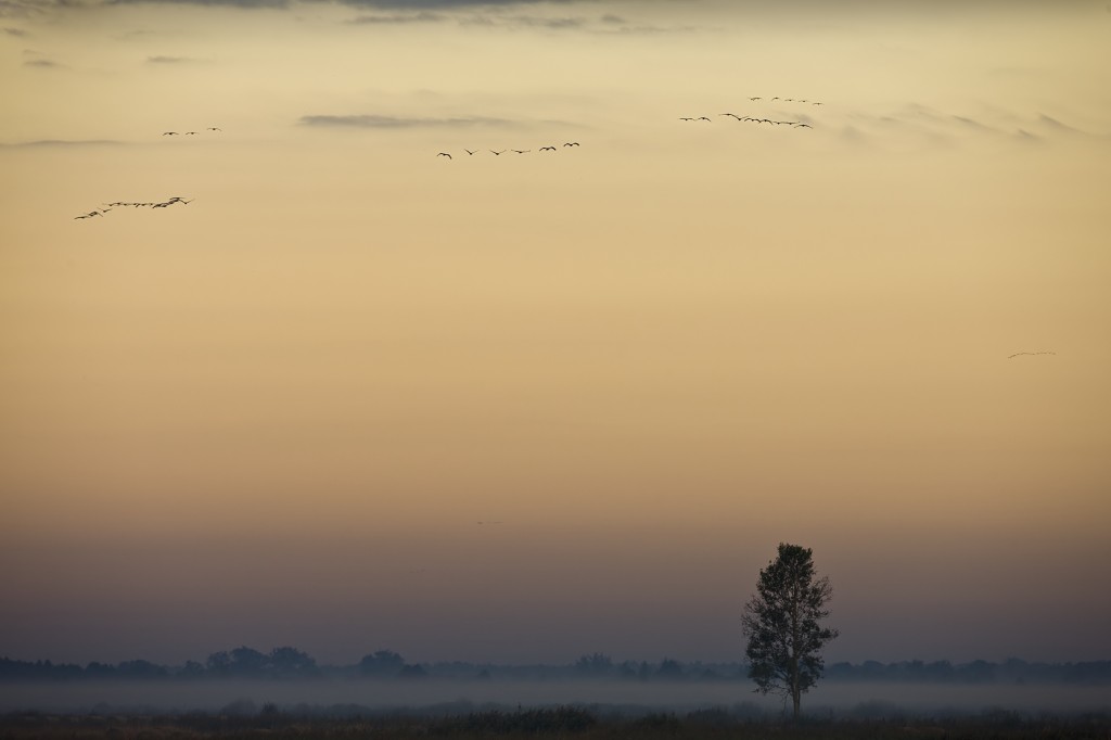 poranek.fot. Janusz Wojcieszak