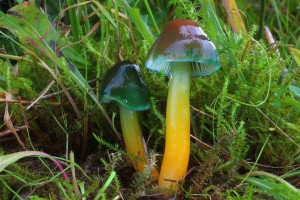 79 - Hygrocybe psittacina (Fr.) Fr - wilgotnica papuzia - 2016.10.14 - Zazrriva - Słowacja